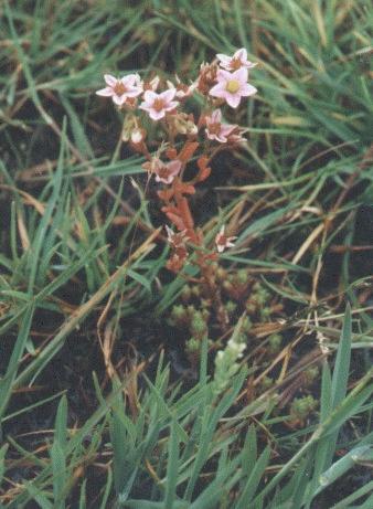 Sedum villosum