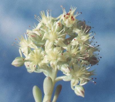 Cremnophila nutans x S.clavatum