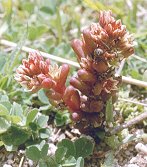 Sedum atratumsubsp.carinthiacum