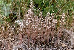 Sedum cepaea