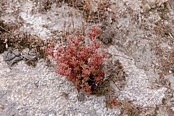 Sedum stefco