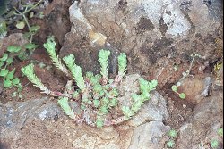 Sedum ursi